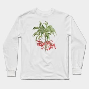 Spice Berry Ardisia Evergreen Shrub Vector Long Sleeve T-Shirt